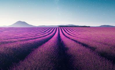 Farm, violet flowers, landscape, lavender, nature