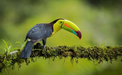 Toucan, colorful beak, bird