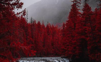 Red forest, tree, stream, nature