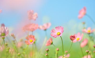 Pink cosmos, flowers, meadow, plants, blur