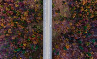 Road, highway, trees, autumn, aerial view