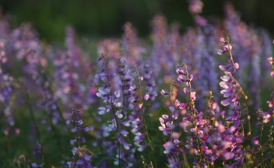 Portrait, wild flowers, blur, meadow
