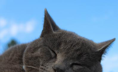 British Shorthair, Cat, muzzle, sleeping