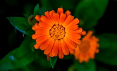 Flower, bloom, Marigold, blur