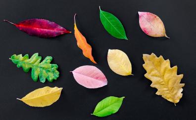 Autumn, various leaves, colorful