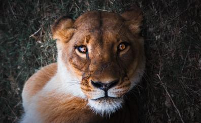 Lioness, female lion, curious, muzzle, close up