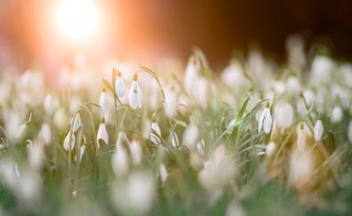 Grass, blur, snowdrop, flowers