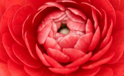 Close up, red buttercup, bud, petals