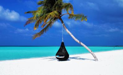 Maldives, islands, palm tree, travel