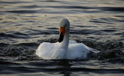 Swan, bird, white, swimming, water