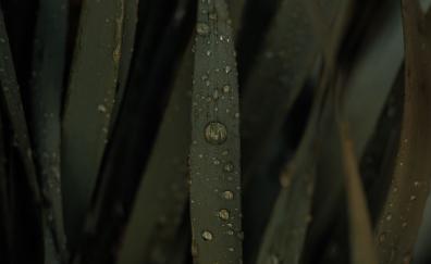 Drops on leaf, green big grass, close up