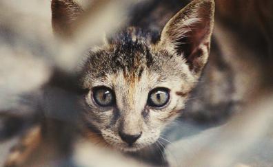 Kitten, curious, animal, muzzle, pet