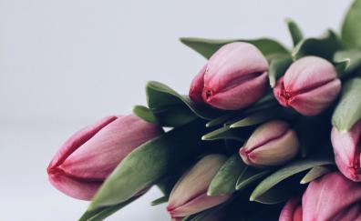 Pink flowers, fresh tulips
