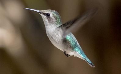 Cuba bird, Hummingbird, flight, close up