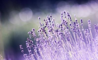 Portrait, lavender, flowers, meadow