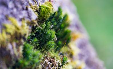 Moss, small grass, close up