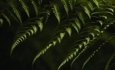 Fern branches, bushes, green, leaves