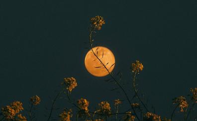 Full yellow moon, minimal, art
