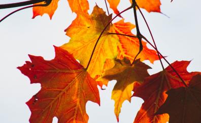 Autumn, yellow-orange leaf, maple, orange