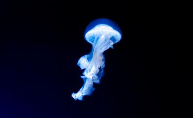 Blue jellyfish, dark, glow