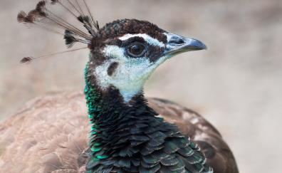 Peahen, peacock, muzzle, bird