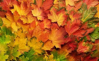 Autumn, leaf, colored