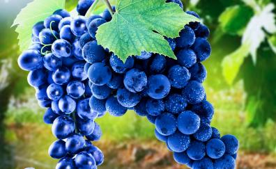 Grapes, blue, fruits, ripen