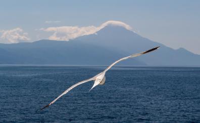 White bird, flight, sea, seagull