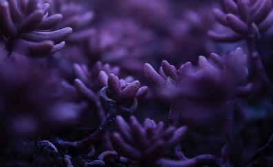 Purple bud, flowers, close up