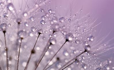 Dandelion, dew drops, close up