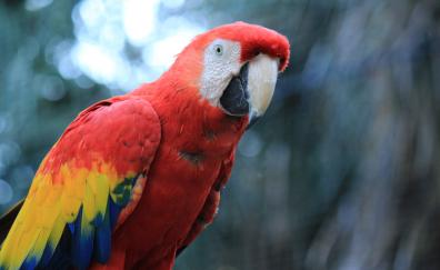 Parrot, red macaw, bird