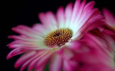 Pink Gerbera, flower, close up