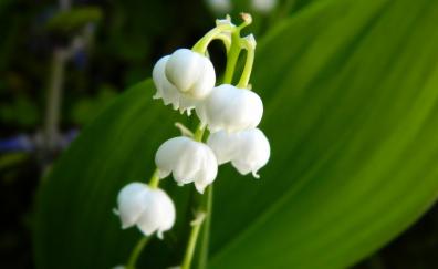 Lily of the valley, bellflower, white