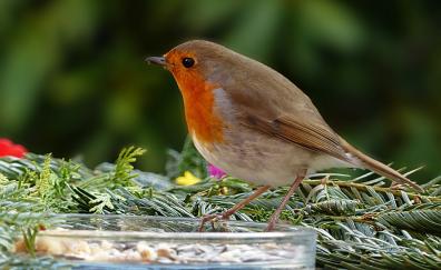 Robin, songbird, cute