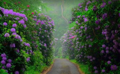 Flowers, blossom, pink bush, road