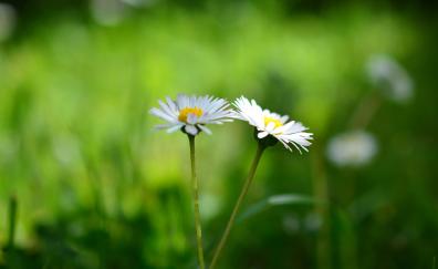 Daisy, flowers pair, bloom, blur