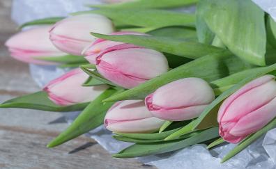 Tulip, pink flowers, fresh flora