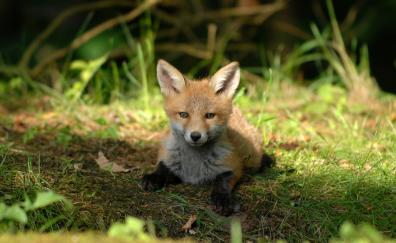 Cute, baby fox, animal