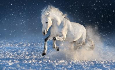 White horse, run, mammal, portrait