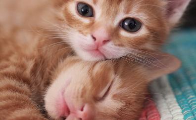 Cute, kittens, pet, stare