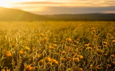 Shine, yellow flowers, sunrise, meadow
