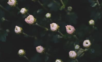 Small flowers, blur, bloom