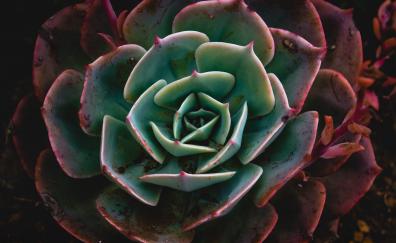 Close up, Echeveria, succulent, plant
