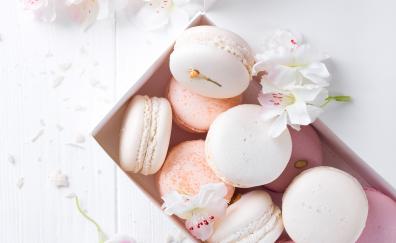 White-pink Macaron, flowers