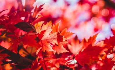 Maple leaves, autumn, tree branch, nature