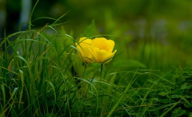 Grass, yellow tulips, bloom