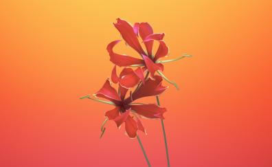Lily flower, macOs Mojave iOS, 11 stock