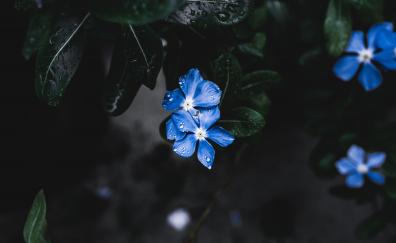 Leaves, blue flowers, drops
