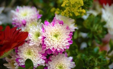 Dahlia, flowers, bloom
