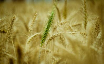 Wheat, harvest, straw, blur